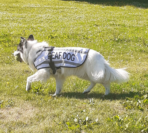 Dog Days Dog Walking Services. Est. 2008.