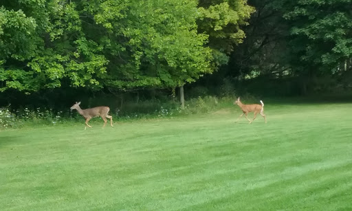 Golf Course «Dretzka Park Golf Course», reviews and photos, 12020 W Bradley Rd, Milwaukee, WI 53224, USA