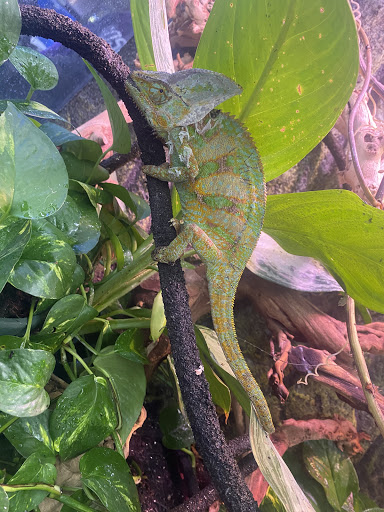 Pet Store «Jules Pet Shop», reviews and photos, 2214 N Milwaukee Ave, Chicago, IL 60647, USA