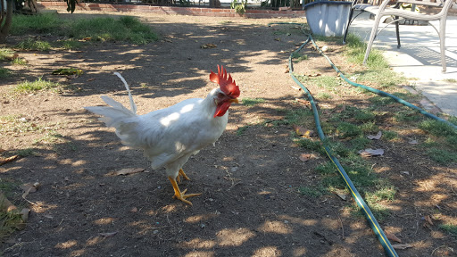 Pet Supply Store «Red Barn Feed Also», reviews and photos, 10142 Balboa Blvd, Granada Hills, CA 91344, USA