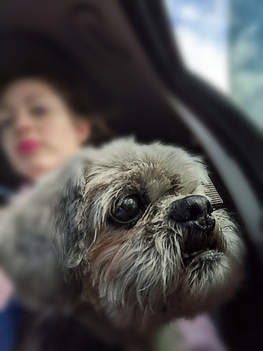 Pet Supply Store «Petco Animal Supplies», reviews and photos, 2210 N Eagle Rd, Meridian, ID 83646, USA