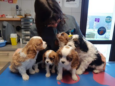 Clinique Veterinaire Pierre Bleue à Nozay