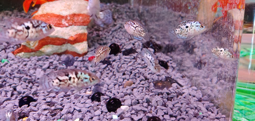 Tropical Fish Store «Trop Aquarium», reviews and photos, 3125 E Tropicana Ave D, Las Vegas, NV 89121, USA