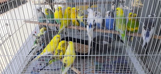 Pet Store «Tropical Pets Inc.», reviews and photos, 37-65 103rd St, Corona, NY 11368, USA