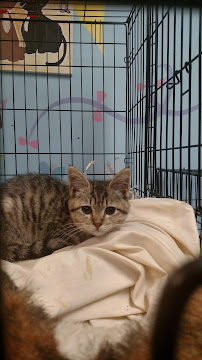 Hotel For Dogs & Cats - Photo 9 - Car repair in Pensacola, FL, Pensacola