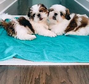 Pet Supply Store «Pet Club San Mateo», reviews and photos, 1850 S Norfolk St, San Mateo, CA 94403, USA