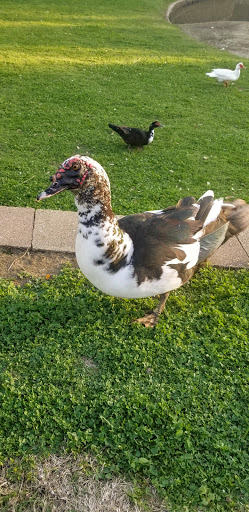 Recreation Center «Senter Recreation Center», reviews and photos, 901 Senter Rd, Irving, TX 75060, USA