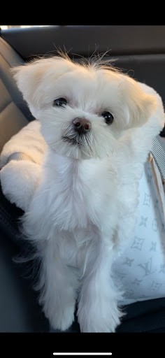Paw Paw Pet Grooming image