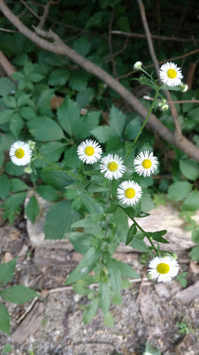 Nature Preserve «Red Oaks Nature Center», reviews and photos, 30300 Hales St, Madison Heights, MI 48071, USA