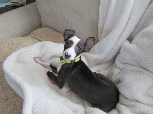 Pet Store «Gentle Jungle Pet Store», reviews and photos, 470 Lewis Ave, Meriden, CT 06451, USA