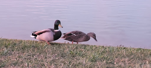 Park «Cottell Park», reviews and photos, 5847 Irwin Simpson Rd, Mason, OH 45040, USA