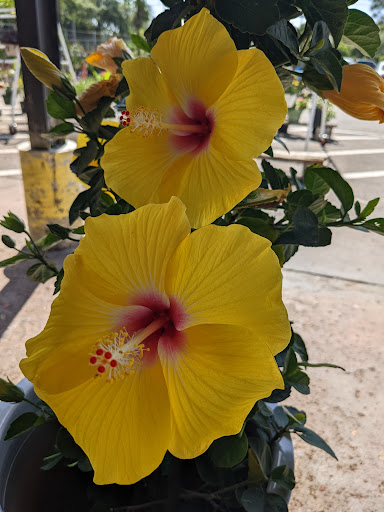 Hardware Store «Hagan Ace», reviews and photos, 3050 US-1, St Augustine, FL 32086, USA