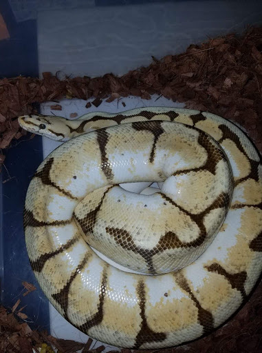 Pet Store «Wet Pet & Reptile Center», reviews and photos, 429 Eastern Blvd, Essex, MD 21221, USA