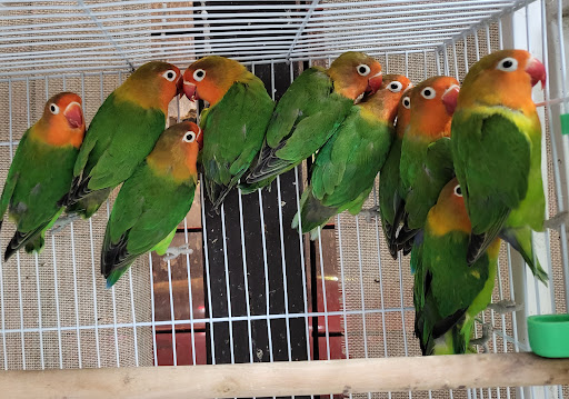 Pet Store «Louis Birds Pets & Supplies», reviews and photos, 80 Keyes St, San Jose, CA 95122, USA