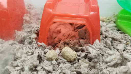 Pet Supply Store «Petco Animal Supplies», reviews and photos, 5938 Roswell Rd NE, Sandy Springs, GA 30328, USA