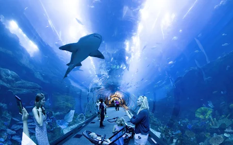 Dubai Aquarium & Underwater Zoo image