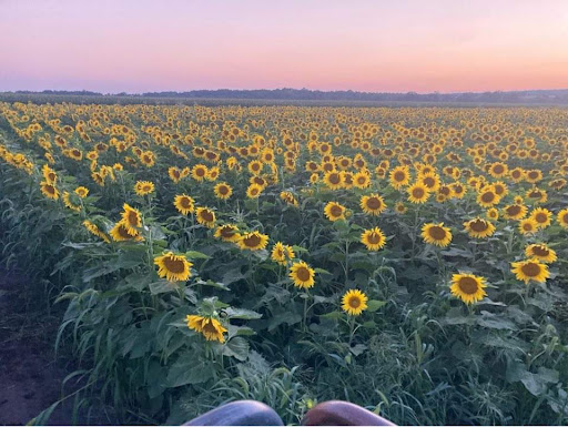 Sunflower Valley Farm image 1