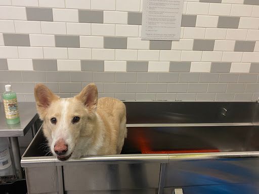 Pet Supply Store «Petco Animal Supplies», reviews and photos, 2463 Hamilton Mill Pkwy #340, Dacula, GA 30019, USA