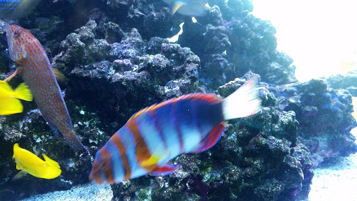 Tropical Fish Store «Rainbow Aquarium and Pond», reviews and photos, 9066 Woodman Ave, Pacoima, CA 91331, USA