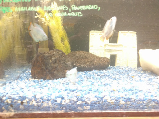 Pet Store «The Pet Pad», reviews and photos, 1239 NW Maynard Rd, Cary, NC 27513, USA