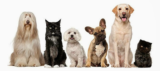 Amb Cua Peluquería Canina Barcelona - Servicios para mascota en Barcelona