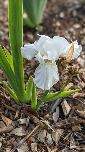 Tarrant County Master Gardeners Community Demonstration Garden image 4