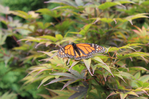 Botanical Garden «Olbrich Botanical Gardens», reviews and photos, 3330 Atwood Ave, Madison, WI 53704, USA