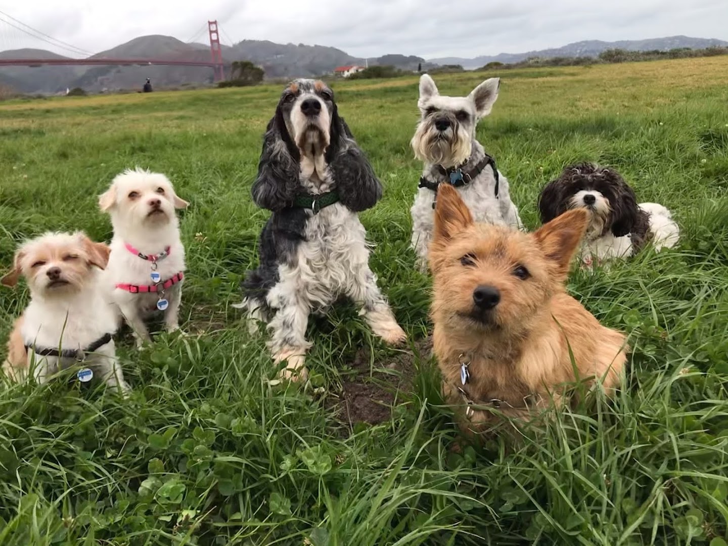 Walks & Wags SF