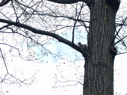 Park «Bowne Park», reviews and photos, 156-17 29th Ave, Flushing, NY 11354, USA