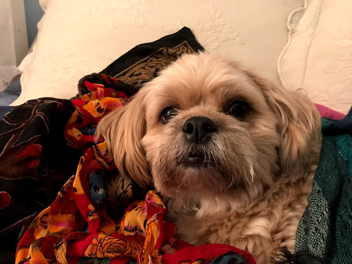 Pet Supply Store «Lucas Pet Supply», reviews and photos, 30 Joys Ln, Kingston, NY 12401, USA