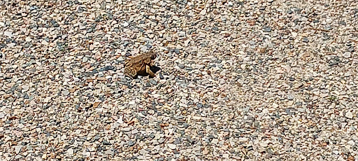 Nature Preserve «Bow in the Clouds Preserve», reviews and photos, 1805 Nazareth Rd, Kalamazoo, MI 49048, USA