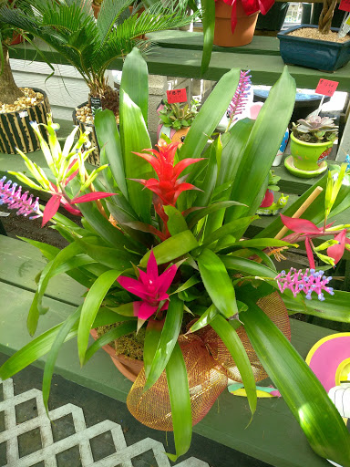 Florist «Thai-Rific Orchids Inc», reviews and photos, 5313 Gulfport Blvd S, Gulfport, FL 33707, USA