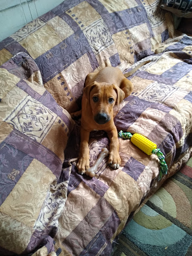 Pet Store «Picture Perfect Pet Center», reviews and photos, 1374 N Baldwin Ave, Marion, IN 46952, USA