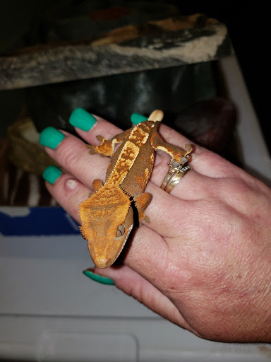 Pet Store «Wet Pet & Reptile Center», reviews and photos, 429 Eastern Blvd, Essex, MD 21221, USA