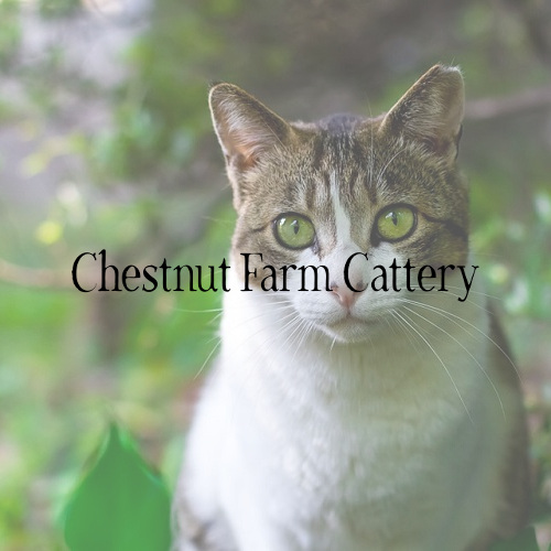 Chestnut Farm Cattery