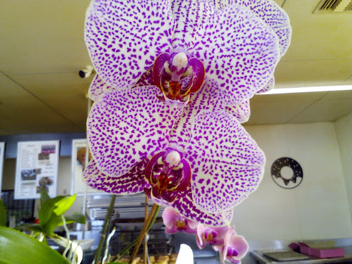 Donut Shop «Golden Donut», reviews and photos, 2360 University Ave, San Diego, CA 92104, USA