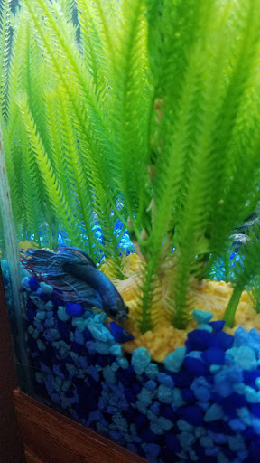 Pet Supply Store «Pet Supplies Plus», reviews and photos, 585 Moseley Rd, Fairport, NY 14450, USA