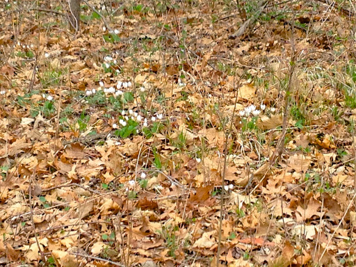 Nature Preserve «Subat Forest Preserve», reviews and photos, 4675-4999 Eldamain Rd, Plano, IL 60545, USA