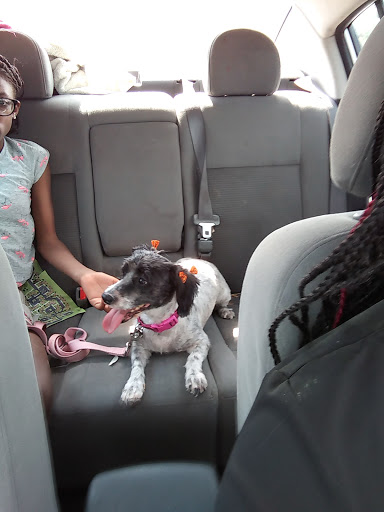 Pet Supply Store «PetSmart», reviews and photos, 4005 Airport Fwy, Irving, TX 75062, USA