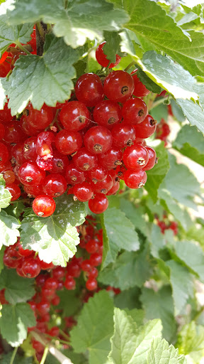 Produce Market «B&P Hitz Fruit Farm (Apples N Produce)», reviews and photos, 14070 Wilco Hwy NE, Woodburn, OR 97071, USA