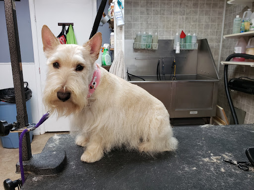 Luna's Dog Grooming Salon