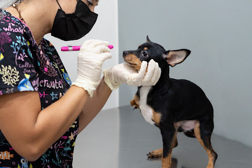 Clínica Veterinaria Montemar en Algeciras