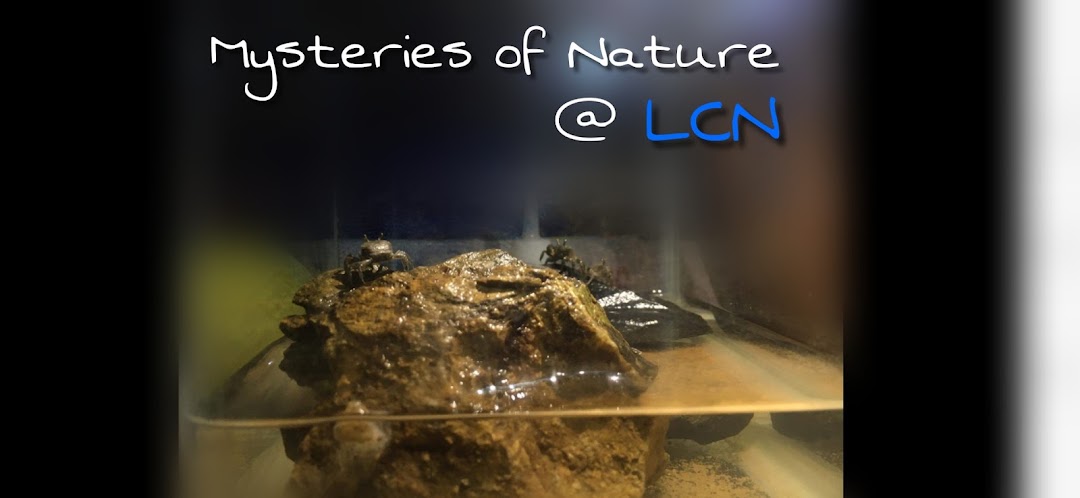 LCN Gallery