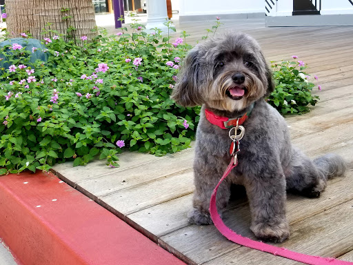 Pet Store «Healthy Spot», reviews and photos, 4718 Lincoln Blvd, Marina Del Rey, CA 90292, USA