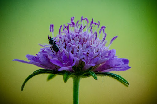 Park «Russell Creek Park», reviews and photos, 3500 McDermott Rd, Plano, TX 75025, USA