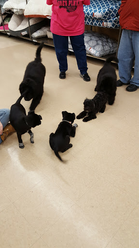 Pet Supply Store «Petco Animal Supplies», reviews and photos, 35860 Chester Rd, Avon, OH 44011, USA