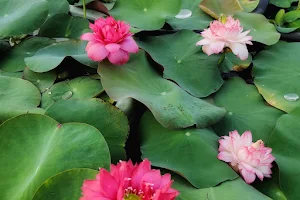 Lotus Garden image