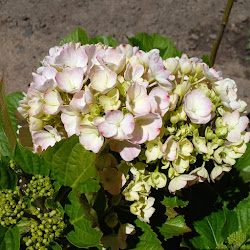 VIVERO PIEDRA DEL AGUILA