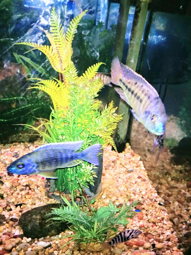 Pet Store «Wet Pets N Critters», reviews and photos, 103 TX-281 Loop, Longview, TX 75605, USA