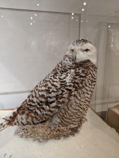 Natural History Museum «George B. Dorr Museum of Natural History», reviews and photos, 105 Eden St, Bar Harbor, ME 04609, USA